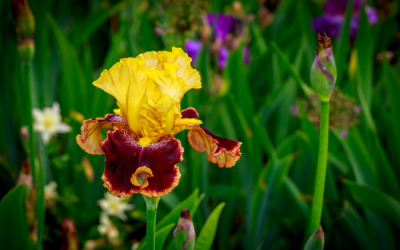 Dividing Bearded Iris