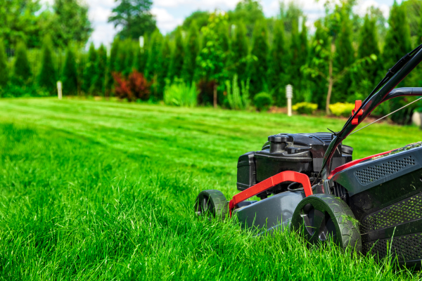 Managing a Buffalograss Lawn