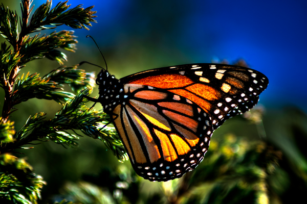 Monarch Rest Stop