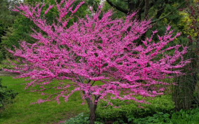 Red Bud