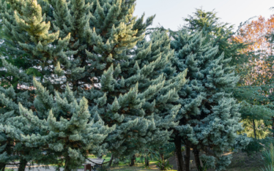 Arizona Cypress