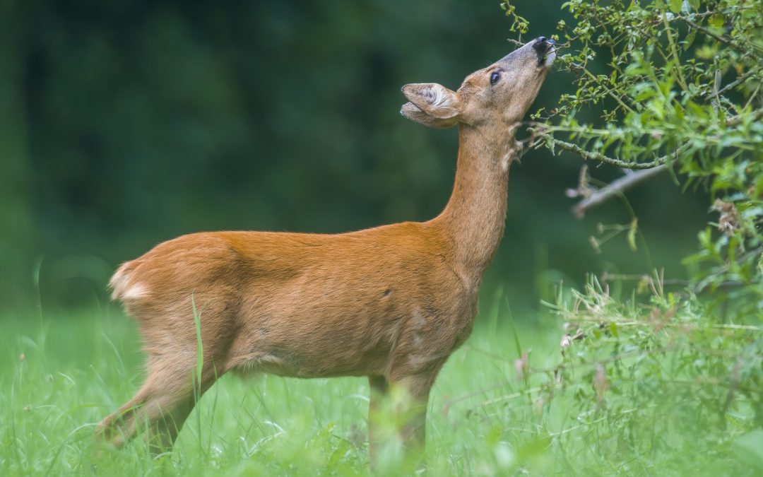 Deer Eating My Plants and Trees!