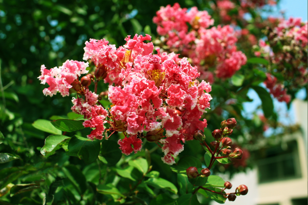 Crape Myrtle