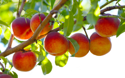 Parker County Peaches, a Family Tradition