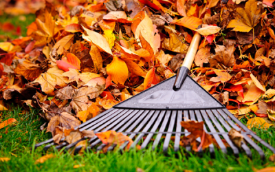 Revitalize Your Landscape This Fall