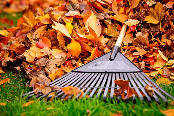 Revitalize Your Landscape This Fall