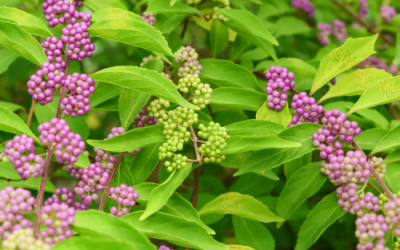 American Beautyberry