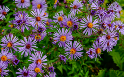 Aster, “Fall”
