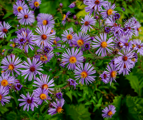 Aster, “Fall”