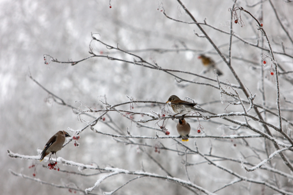 Taking Care of Birds in Winter  Parker County Master Gardener Association