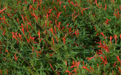 Flame Acanthus