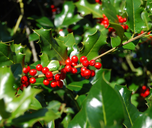 Holly, “Possumhaw”