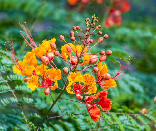 Mexican Bird of Paradise