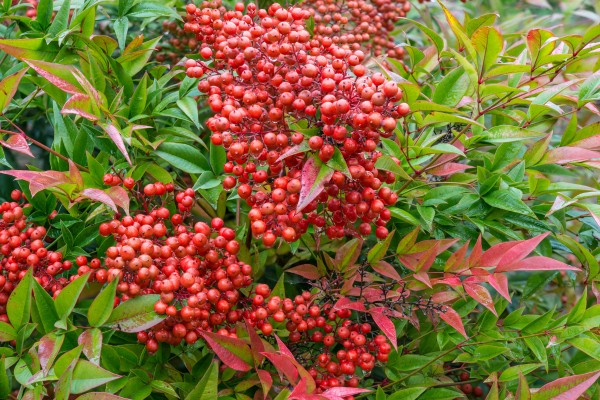 We are overrun by our nandina plants. How do we control them or get rid of them?