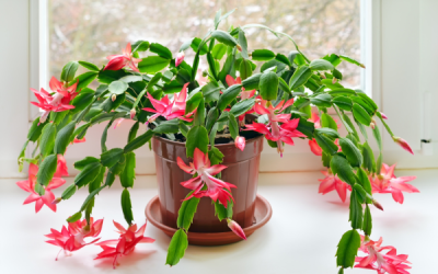 Holiday Plants Become Lasting Treasures