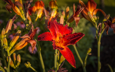 If You Think Daylilies Are Only for Spring, Think Again!