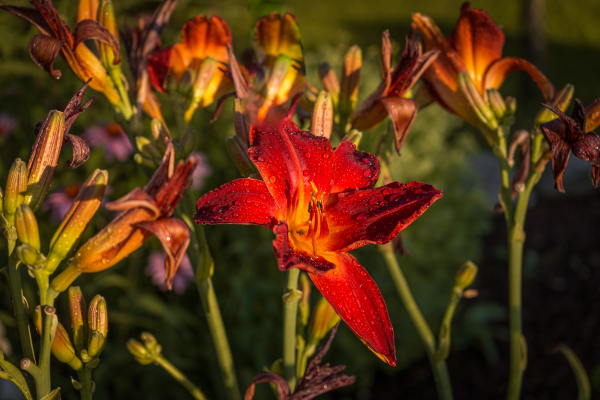 If You Think Daylilies Are Only for Spring, Think Again!