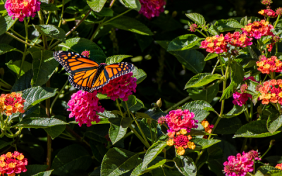 Memorial Butterfly Garden