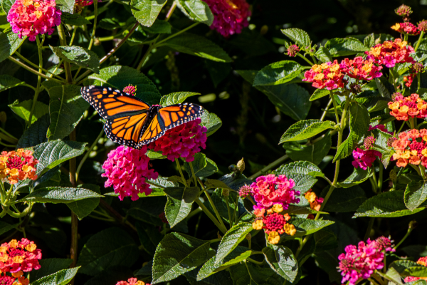 Memorial Butterfly Garden