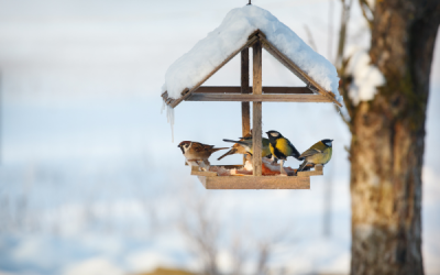 Taking Care of Birds in Winter