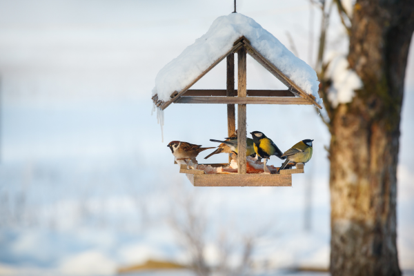 Taking Care of Birds in Winter