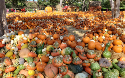 What Would Fall Be Like Without Gourds?