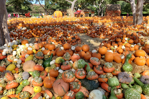 What Would Fall Be Like Without Gourds?