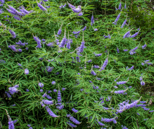 Vitex – Chase Tree