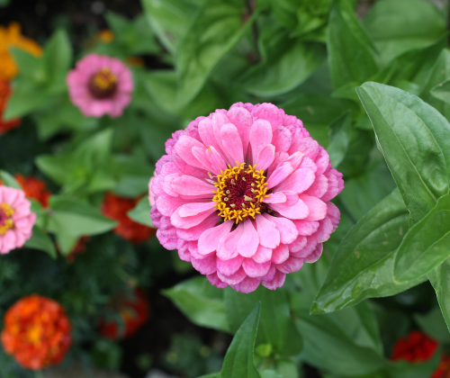 Zinnia