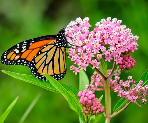 Town of Annetta | Parker County Master Gardener Association